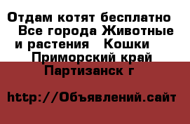 Отдам котят бесплатно  - Все города Животные и растения » Кошки   . Приморский край,Партизанск г.